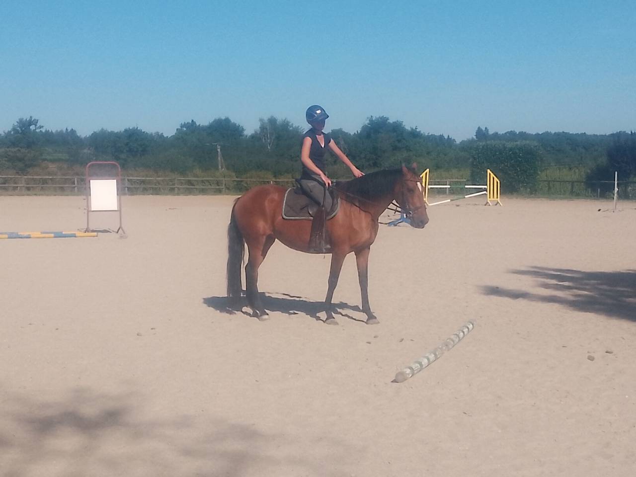 Cavalla Origine Non Constatata In vendita 2020 Baio