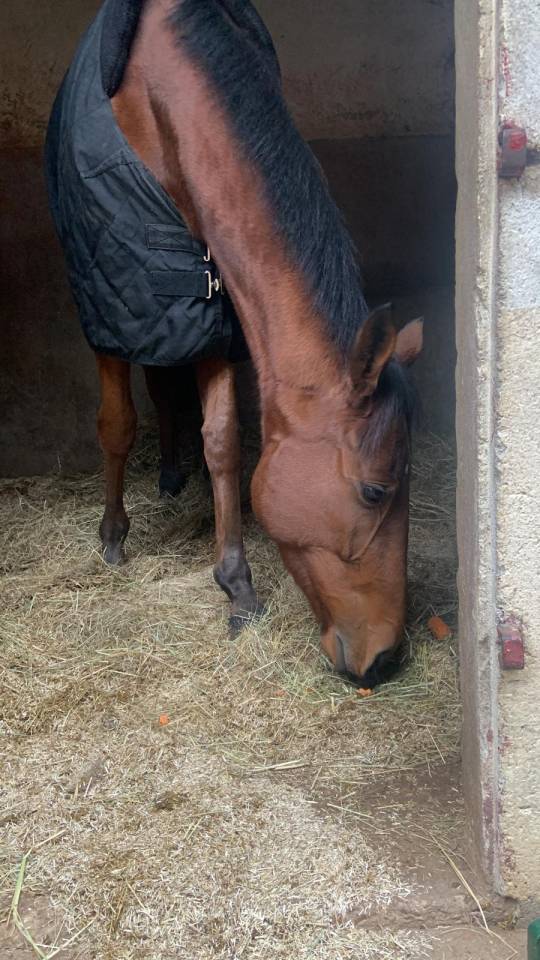 Castrone Purosangue In vendita 2023 Baio