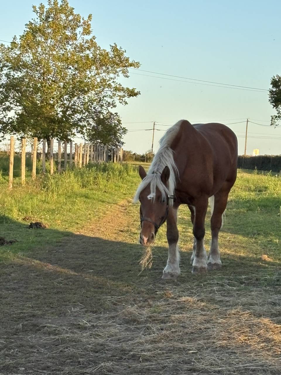 Cavalla Tiro Comtois In vendita 2019 Sauro ,  BIMBO DE LESCHAUD