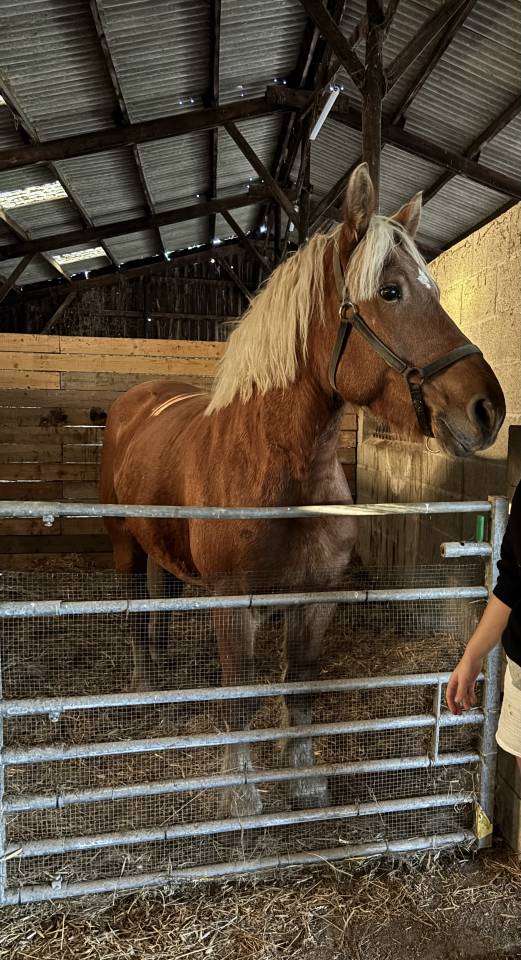 Cavalla Tiro Comtois In vendita 2019 Sauro ,  BIMBO DE LESCHAUD