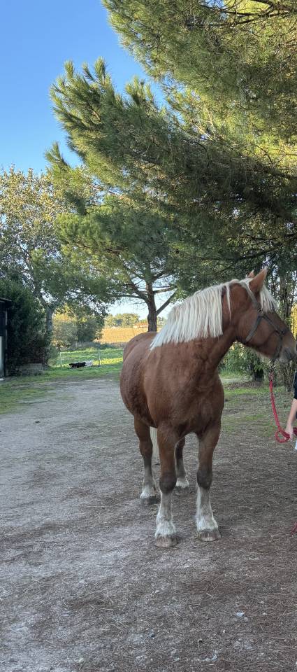 Cavalla Tiro Comtois In vendita 2019 Sauro ,  BIMBO DE LESCHAUD