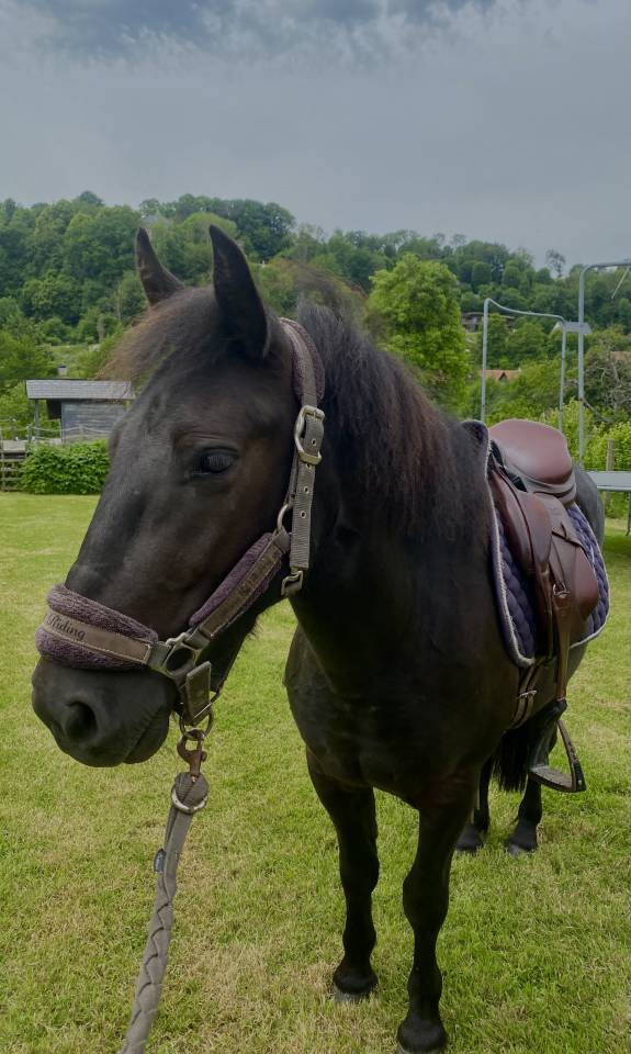 Castrone Origine Non Constatata In vendita 2023 Baio scuro