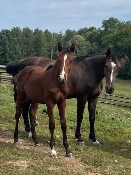 Cavalla Sella Francese In vendita 2010 Baio scuro ,  Nouma d'Auzay