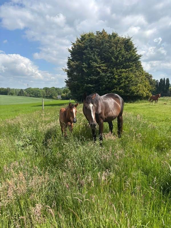 Cavalla Sella Francese In vendita 2010 Baio scuro ,  Nouma d'Auzay