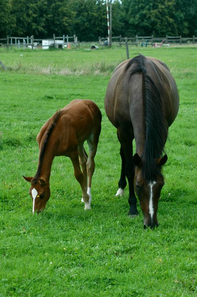 Cavalla Sella Francese In vendita 2010 Baio scuro ,  Nouma d'Auzay