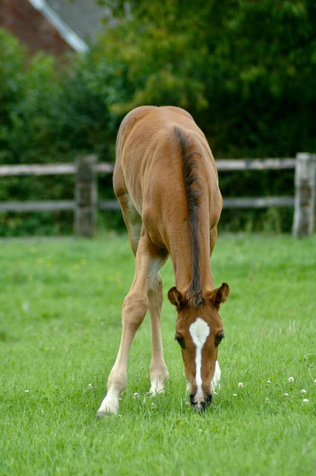 Cavalla Sella Francese In vendita 2010 Baio scuro ,  Nouma d'Auzay