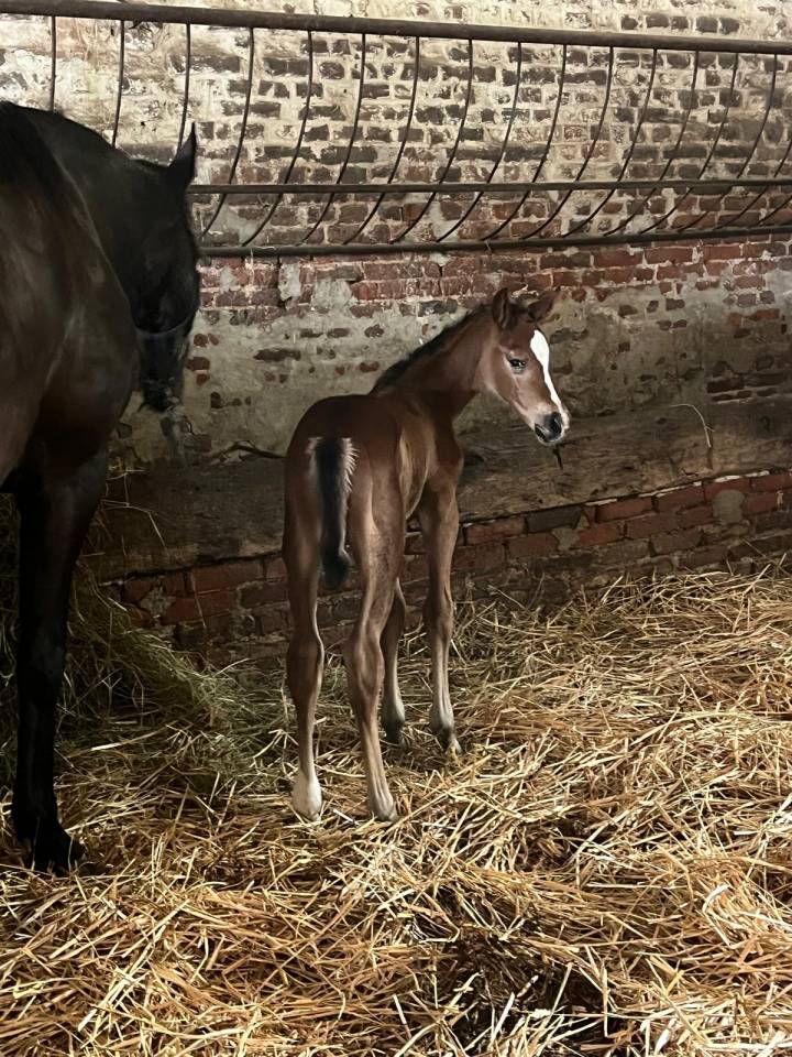 Cavalla Sella Francese In vendita 2010 Baio scuro ,  Nouma d'Auzay