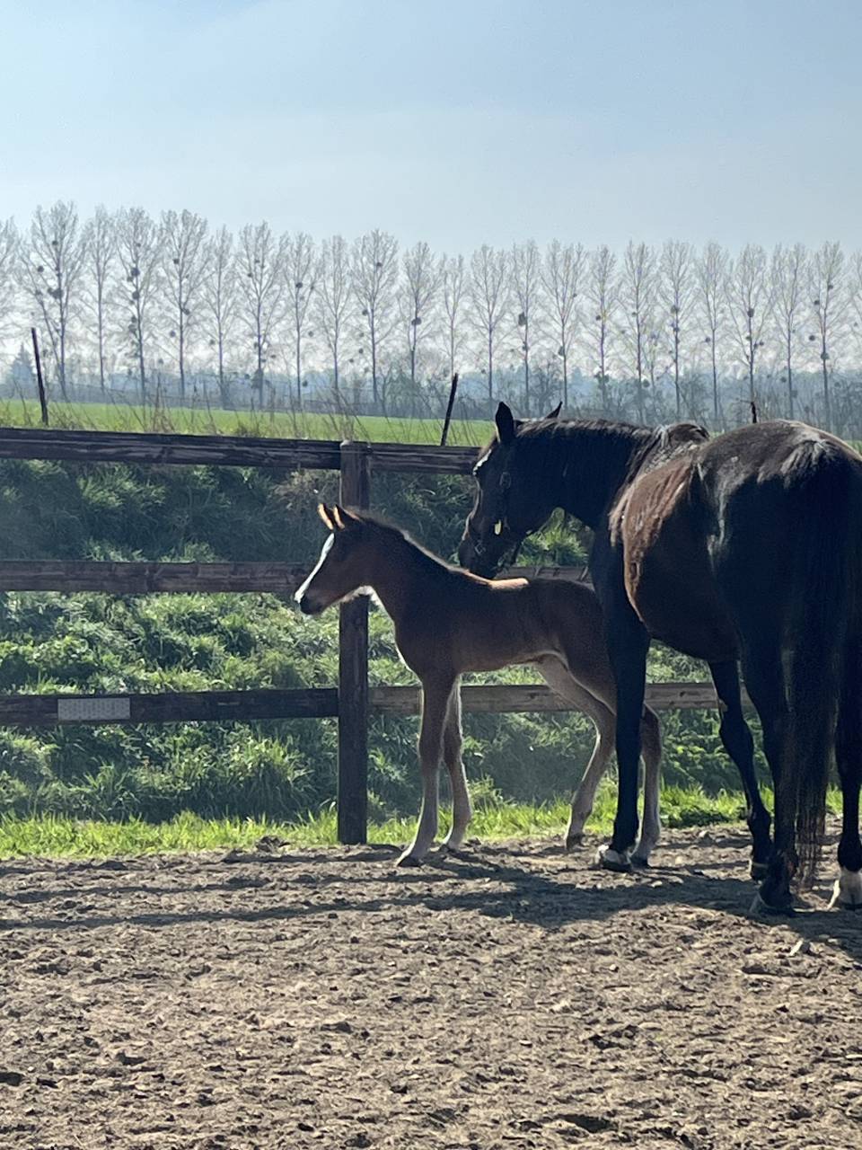 Cavalla Sella Francese In vendita 2010 Baio scuro ,  Nouma d'Auzay