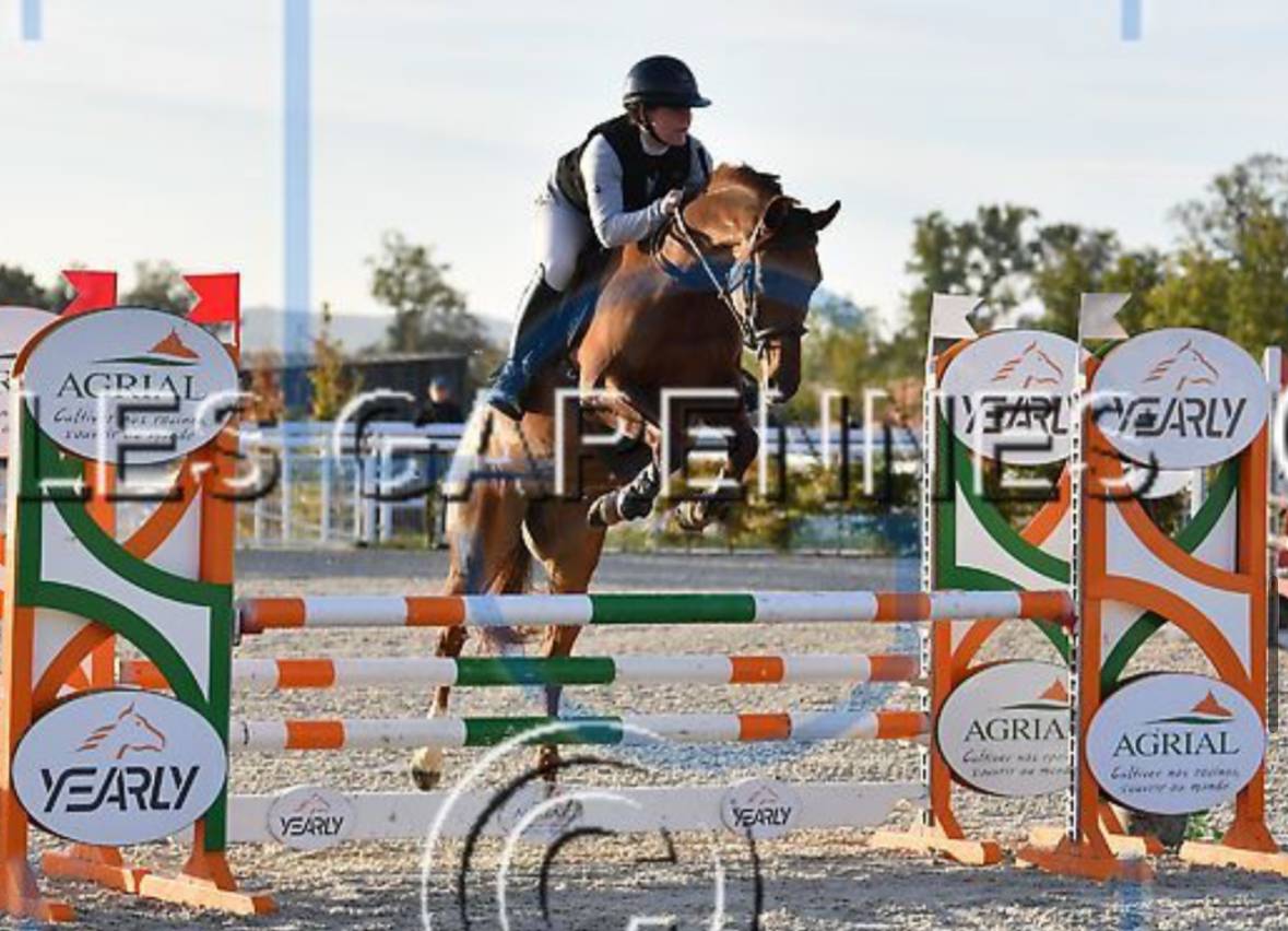 Cavalla Anglo-Arabo In vendita 2020 Sauro ,  Cyrano C