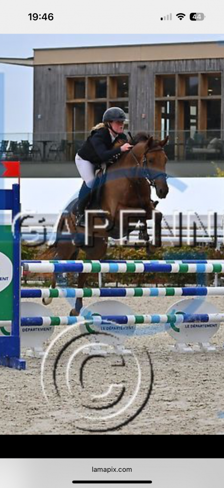 Cavalla Anglo-Arabo In vendita 2020 Sauro ,  Cyrano C