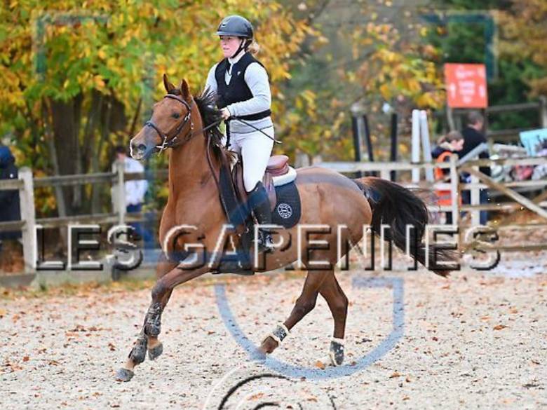 Cavalla Anglo-Arabo In vendita 2020 Sauro ,  Cyrano C