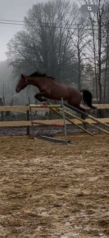 Cavalla Anglo-Arabo In vendita 2020 Sauro ,  Cyrano C