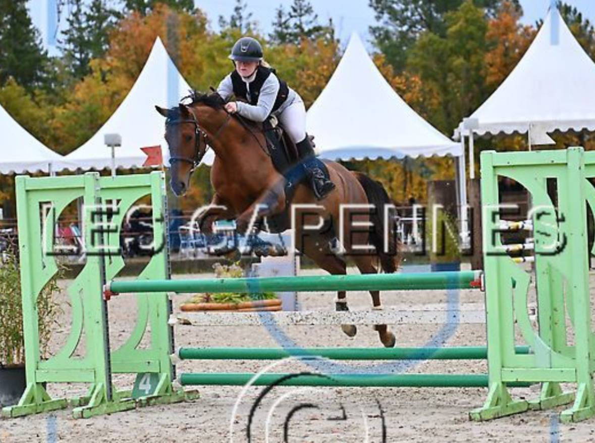 Cavalla Anglo-Arabo In vendita 2020 Sauro ,  Cyrano C