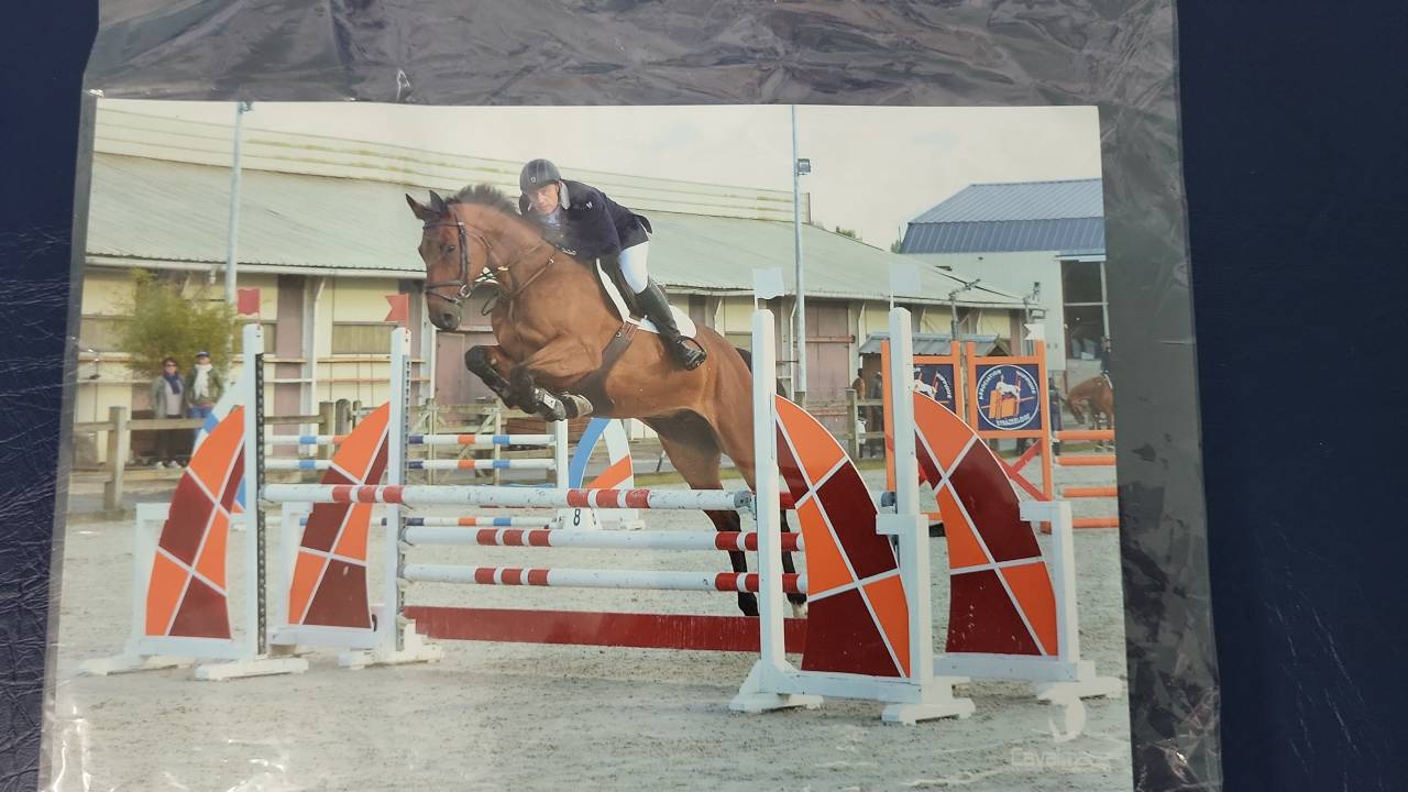 Castrone Sella Francese In vendita 2010 Baio ,  DIAMANT DE SEMILLY