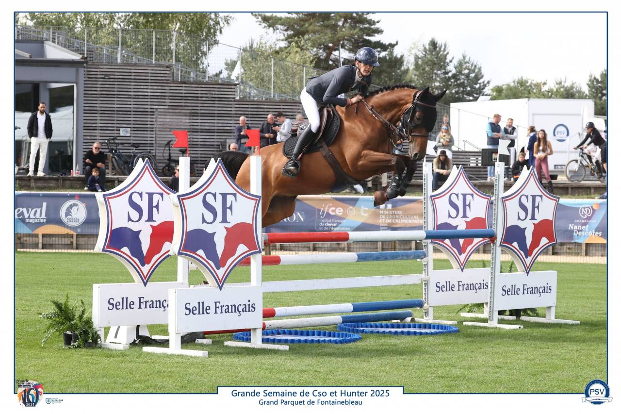 Castrone Sella Francese In vendita 2019 Baio ,  Javollo