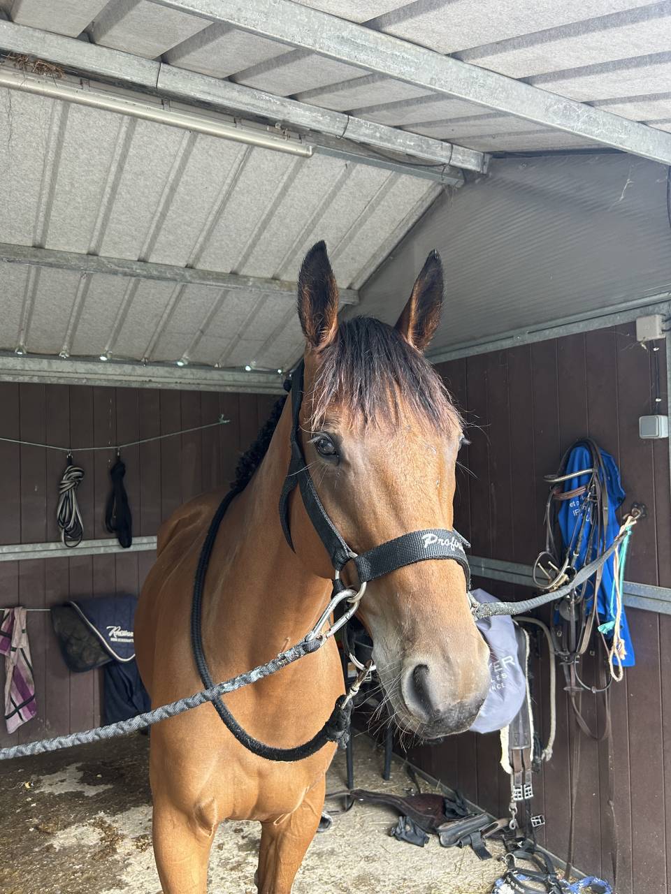 Castrone Sella Francese In vendita 2019 Baio ,  Javollo