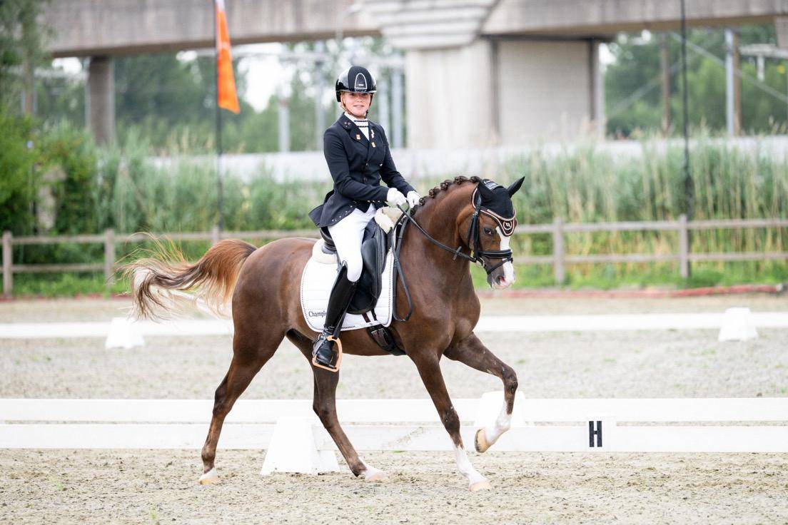 Castrone Welsh Poney (Sezione D), Welsh Cob  In vendita 2015 Sauro brulé ,  King William