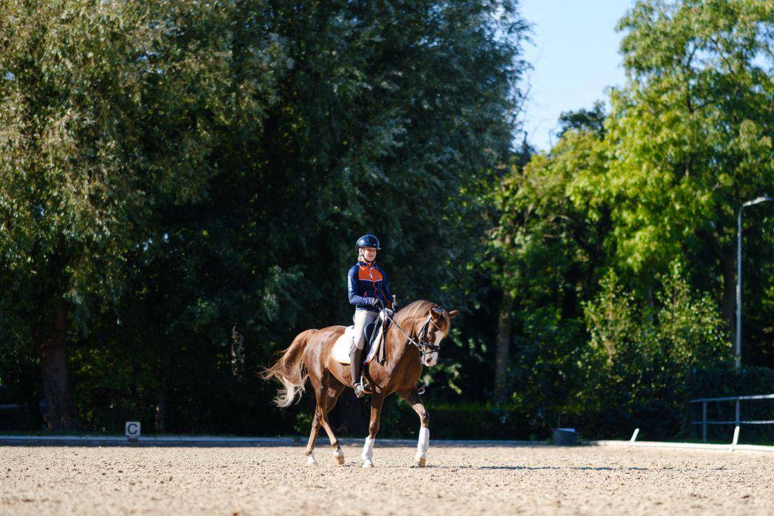 Castrone Welsh Poney (Sezione D), Welsh Cob  In vendita 2015 Sauro brulé ,  King William