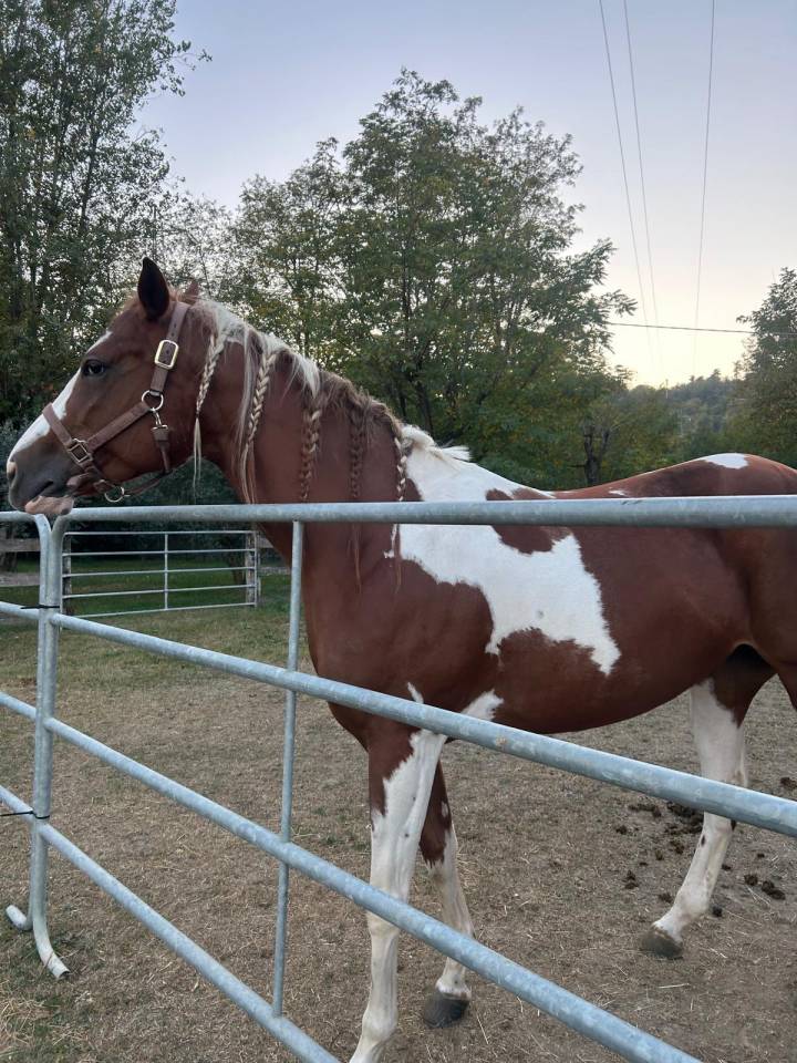 Cavalla paint 6 anni 