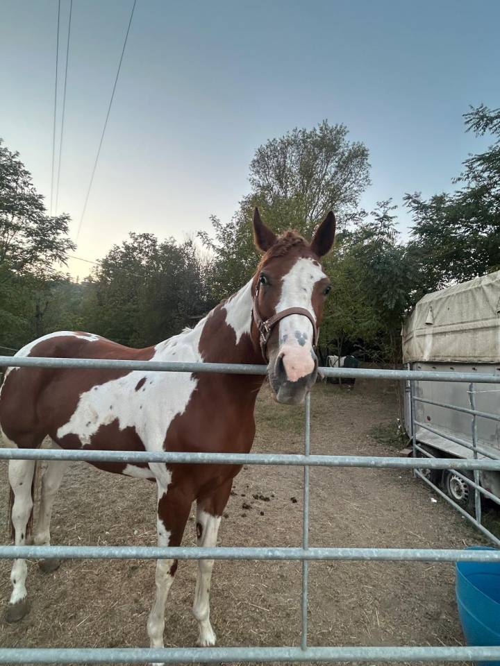 Cavalla paint 6 anni 