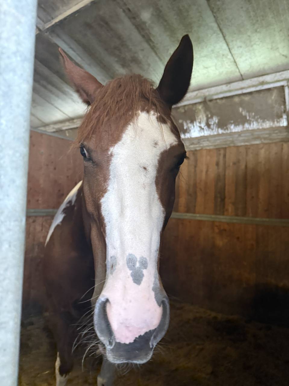 Cavalla paint 6 anni 