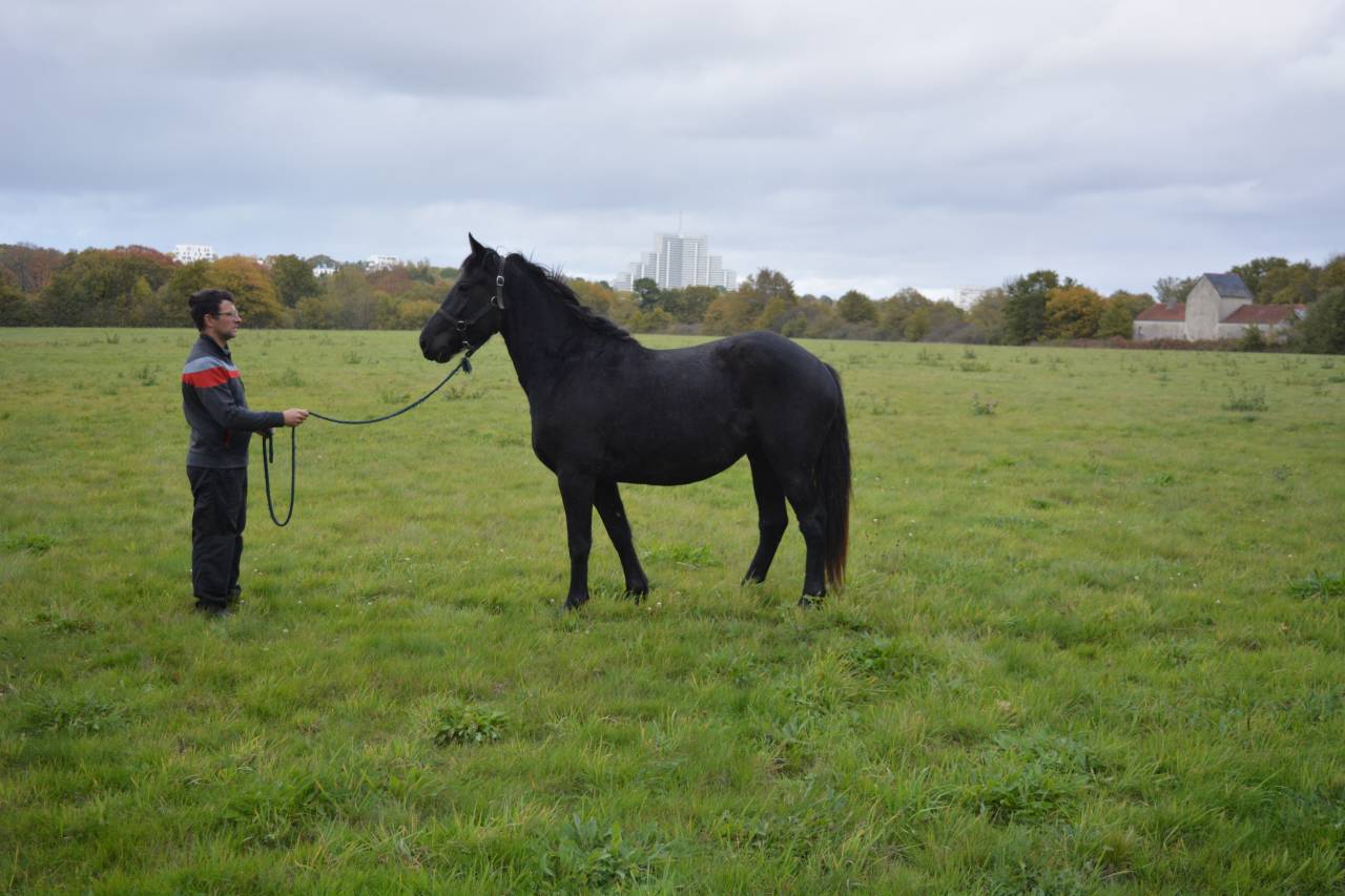 Cavalla Origine Non Constatata In vendita 2021 Nero