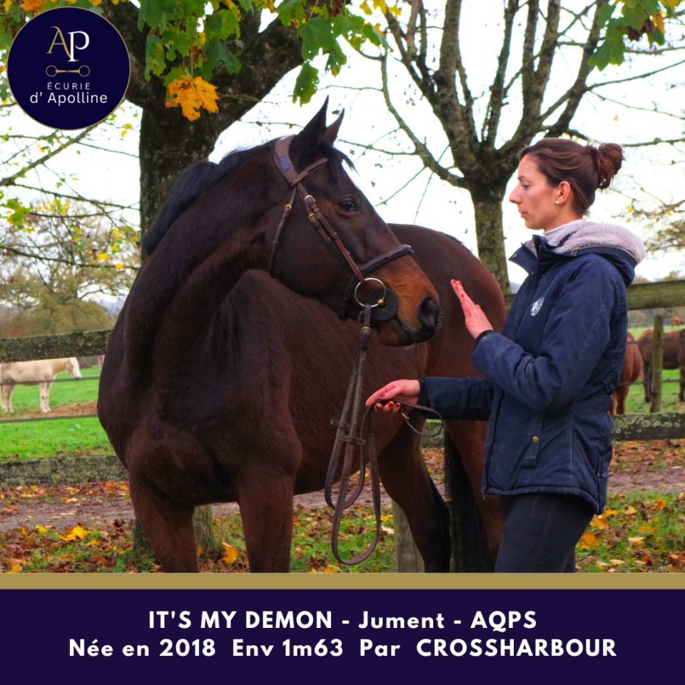 Cavalla AQPS In vendita 2018 Baio