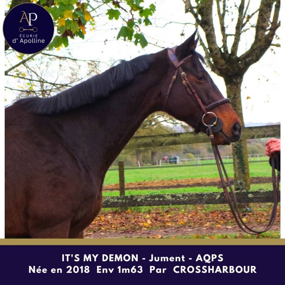 Cavalla AQPS In vendita 2018 Baio