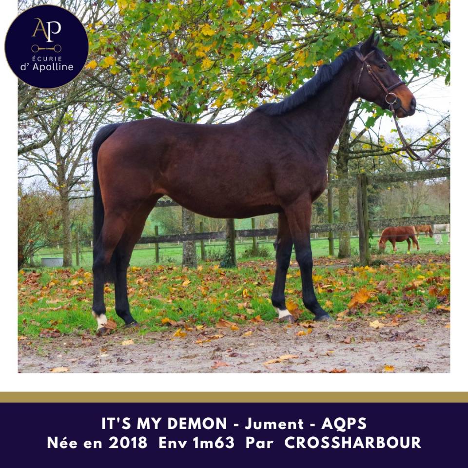 Cavalla AQPS In vendita 2018 Baio