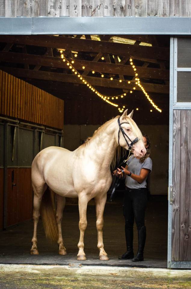 Lucero del sol II - PRE Andaluso 2021 ,  Tarzano GSA