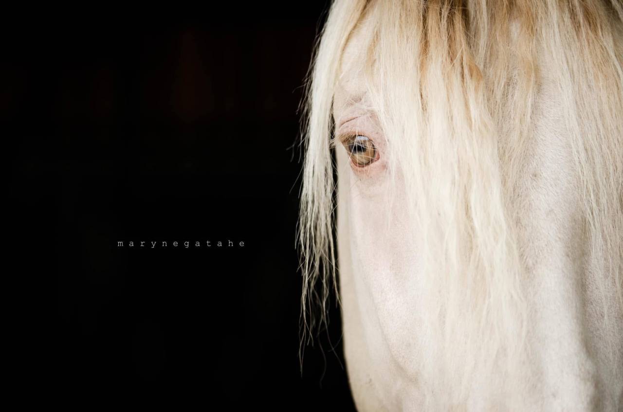 Lucero del sol II - PRE Andaluso 2021 ,  Tarzano GSA