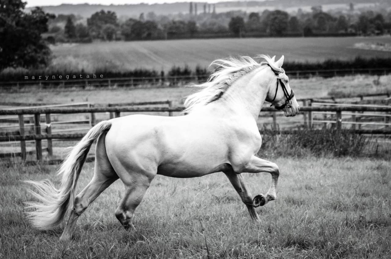 Lucero del sol II - PRE Andaluso 2021 ,  Tarzano GSA