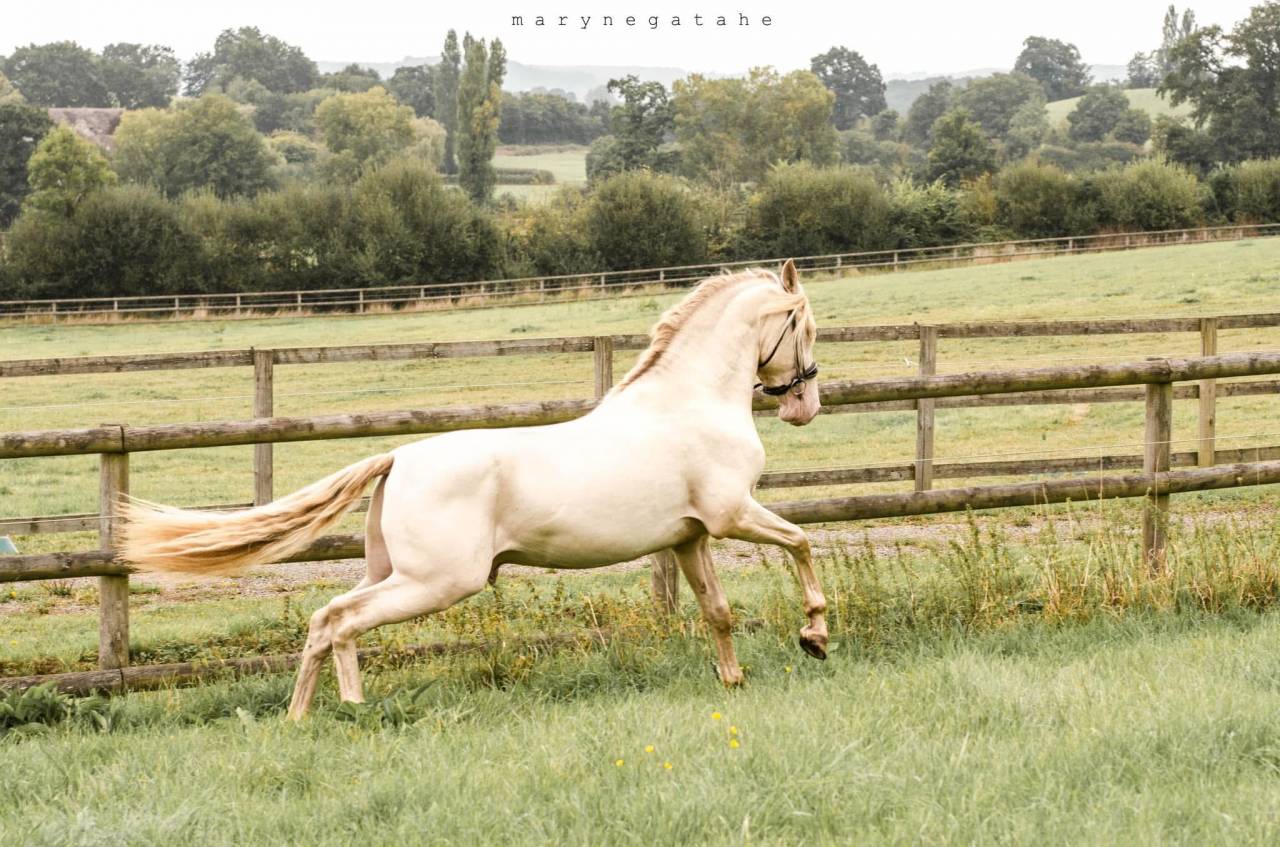 Lucero del sol II - PRE Andaluso 2021 ,  Tarzano GSA