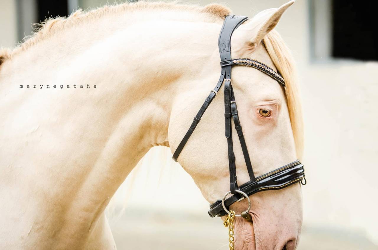 Lucero del sol II - PRE Andaluso 2021 ,  Tarzano GSA