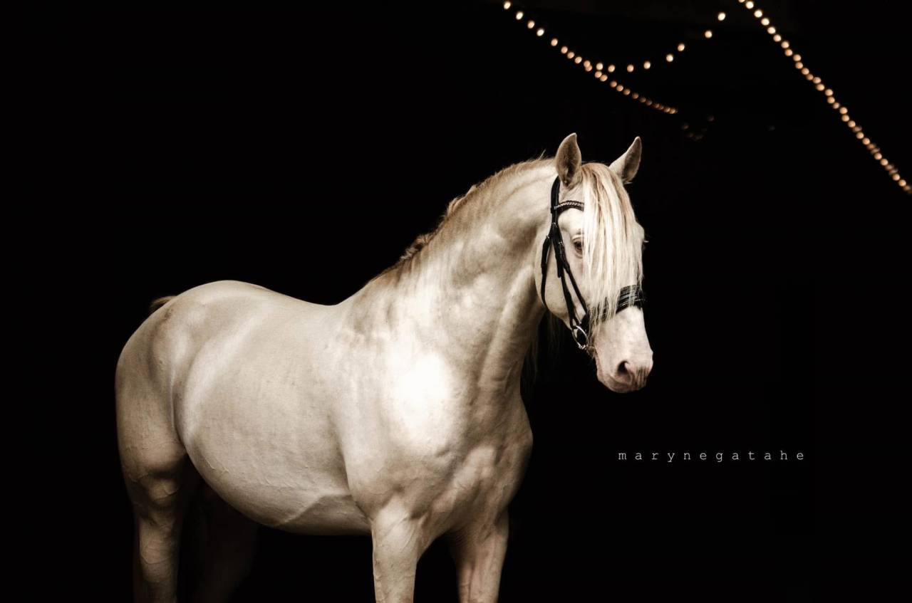 Lucero del sol II - PRE Andaluso 2021 ,  Tarzano GSA