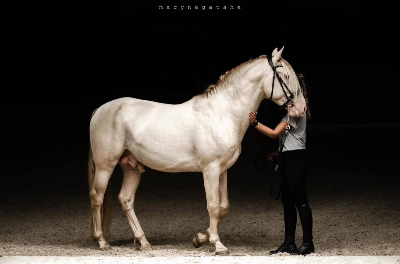 Lucero del sol II - PRE Andaluso 2021 ,  Tarzano GSA