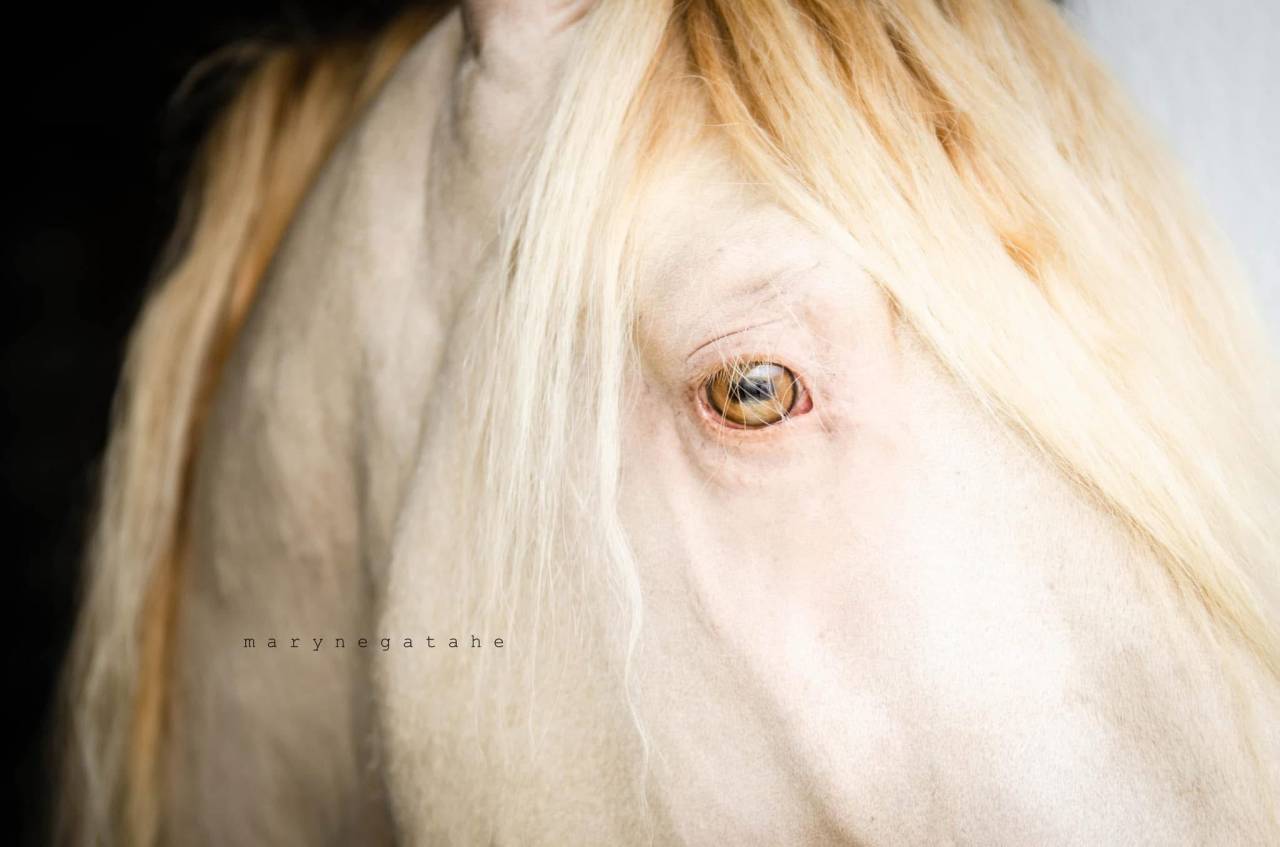 Lucero del sol II - PRE Andaluso 2021 ,  Tarzano GSA