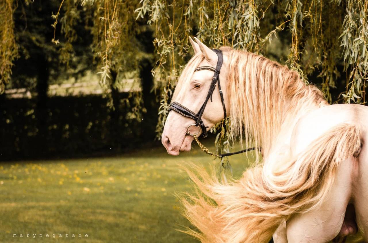 Lucero del sol II - PRE Andaluso 2021 ,  Tarzano GSA