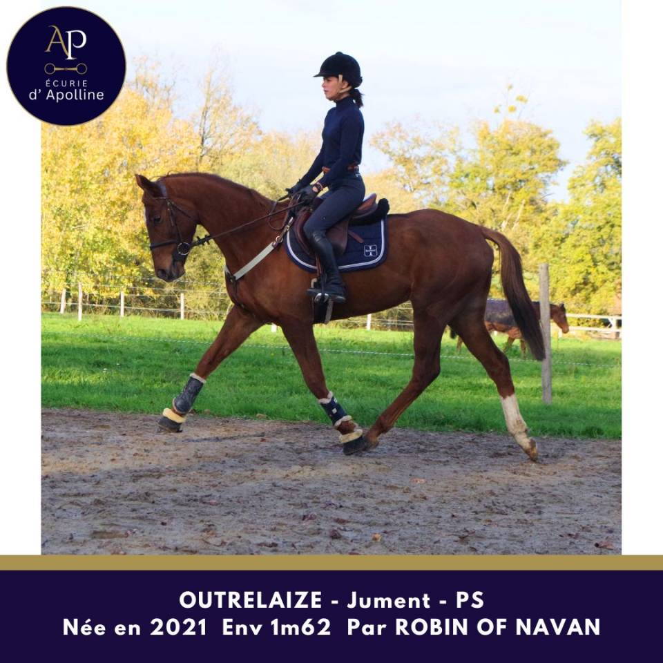 Cavalla Purosangue In vendita 2021 Sauro