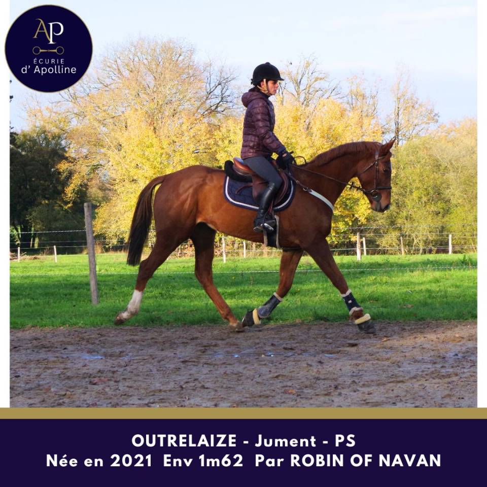 Cavalla Purosangue In vendita 2021 Sauro