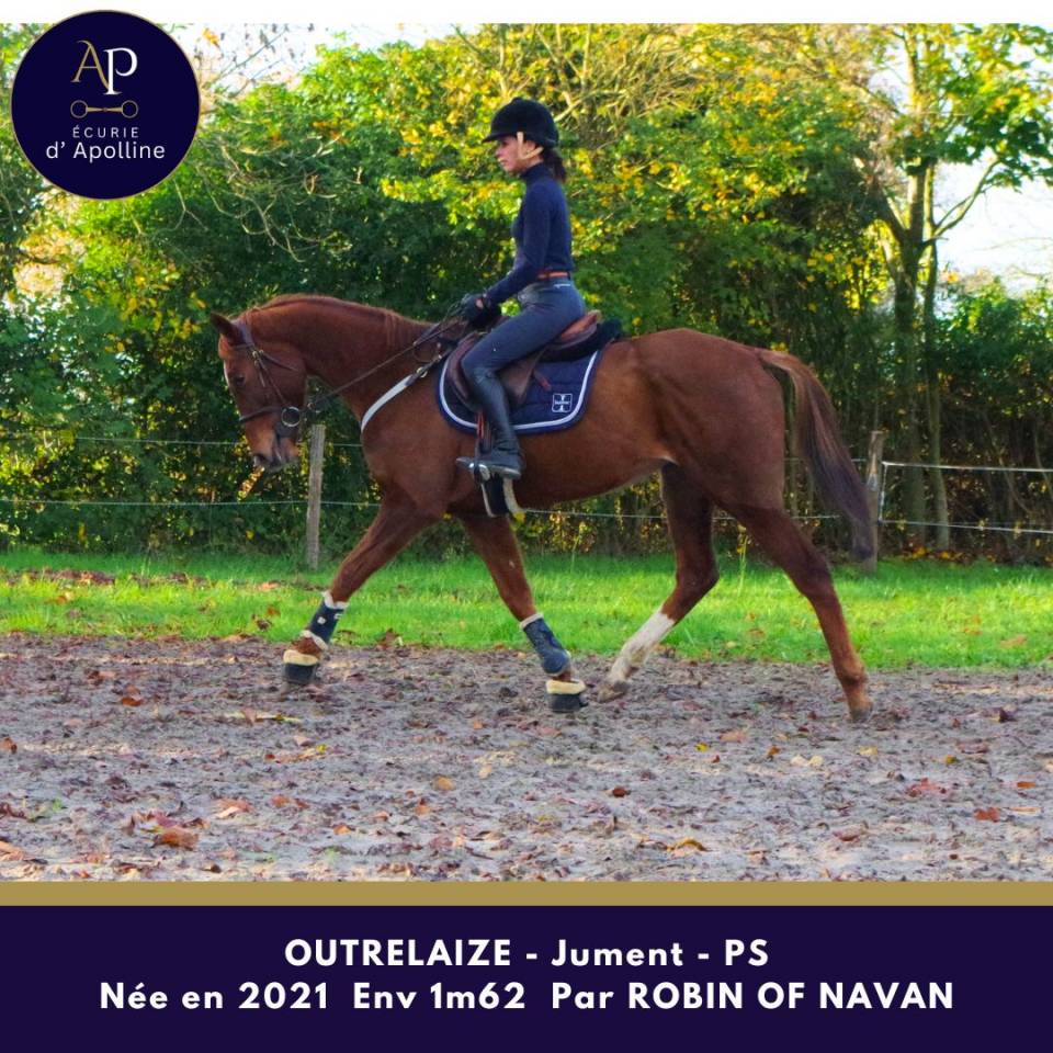 Cavalla Purosangue In vendita 2021 Sauro