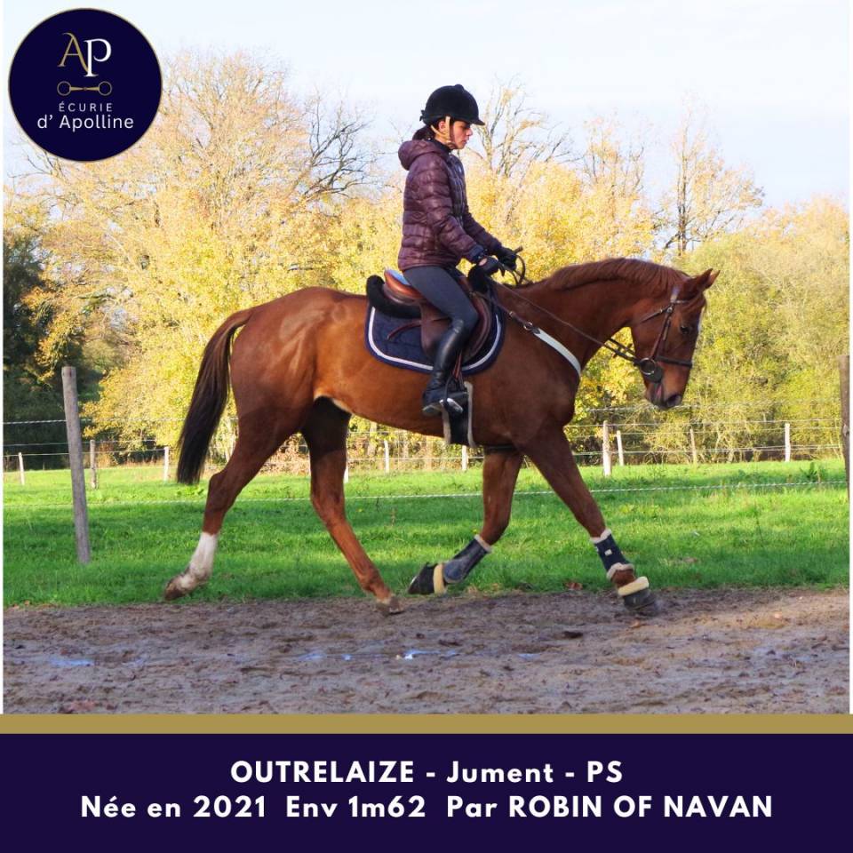 Cavalla Purosangue In vendita 2021 Sauro