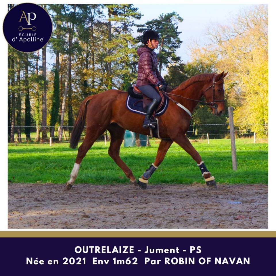 Cavalla Purosangue In vendita 2021 Sauro