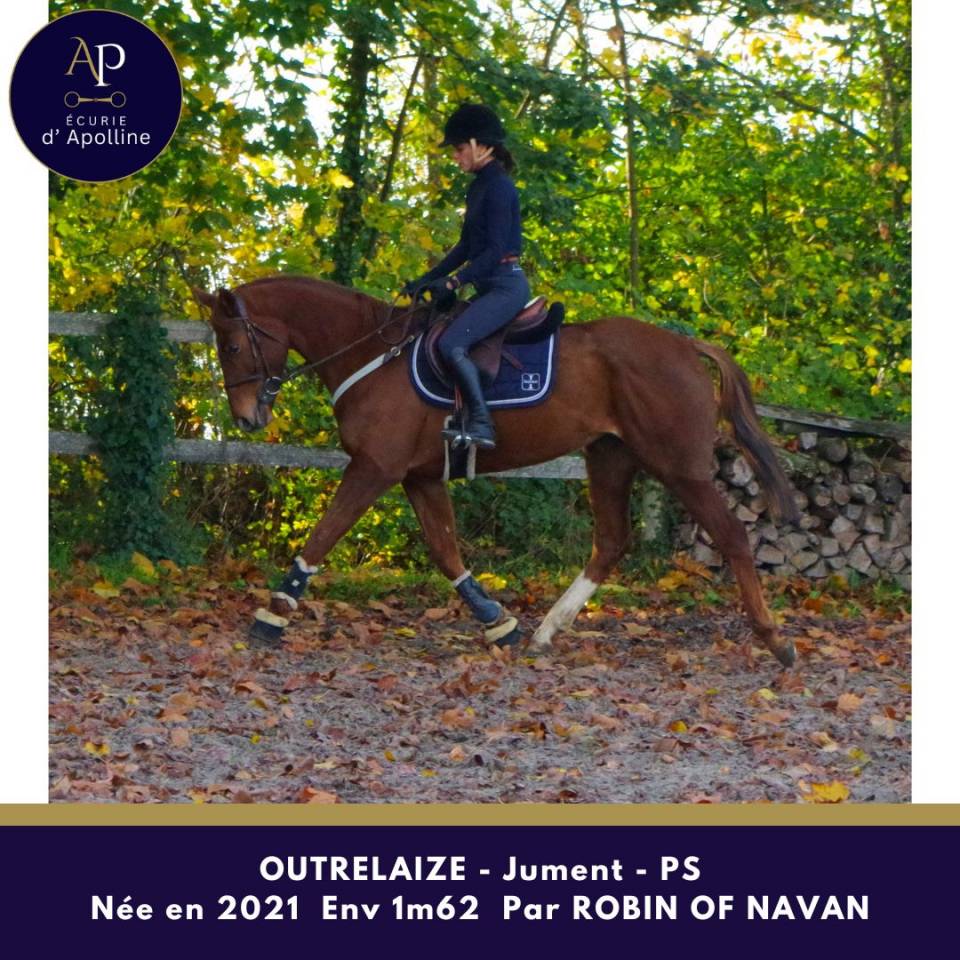 Cavalla Purosangue In vendita 2021 Sauro