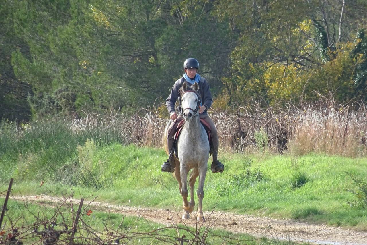 Castrone Purosangue Arabo In vendita 2019 Grigio ,  MOMALE