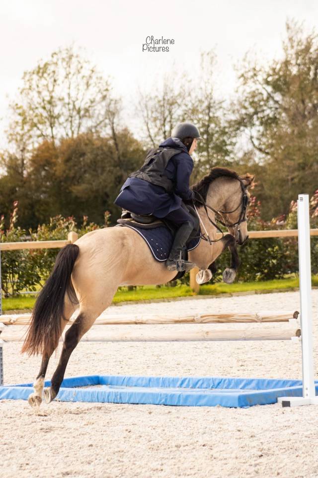 Castrone PFS Pony Francese da Sella In vendita 2015 Isabella