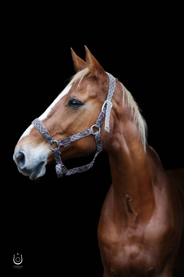 Cavalla Sella Francese In vendita 2010 Sauro