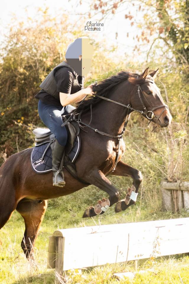 Castrone Sella Francese In vendita 2021 Baio scuro