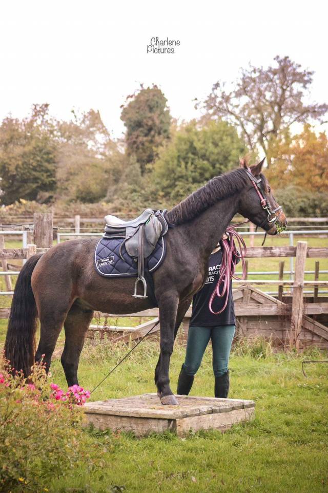 Castrone Sella Francese In vendita 2021 Baio scuro