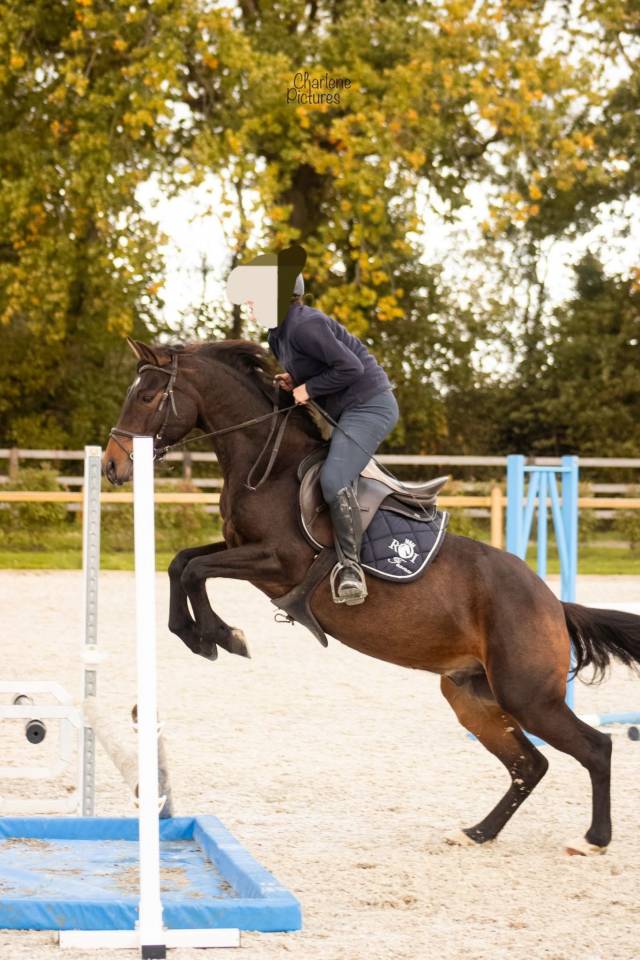 Castrone Sella Francese In vendita 2021 Baio scuro